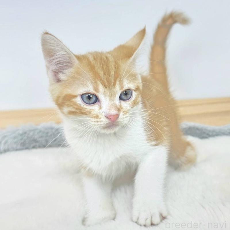 販売中の茨城県のマンチカン-135038の2枚目