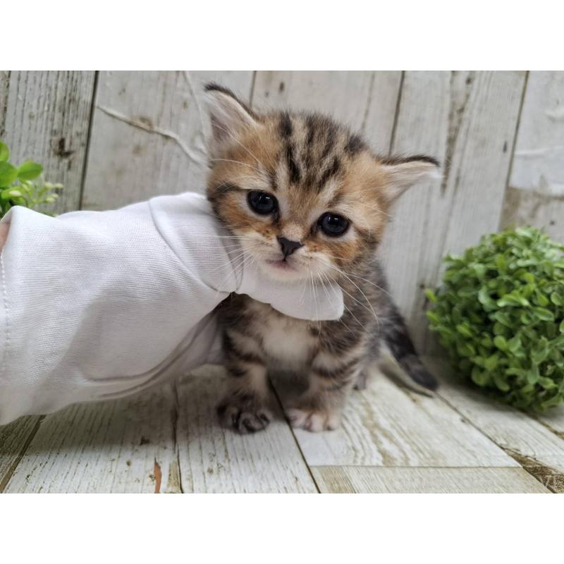 販売中の千葉県のミヌエット(短足)-135039の10枚目