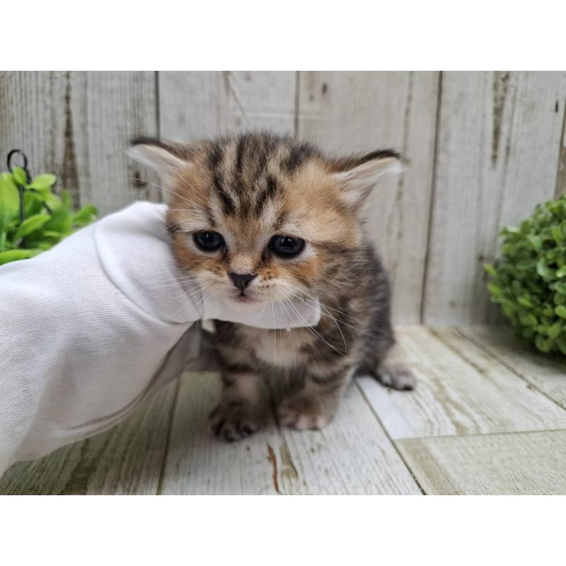 販売中の千葉県のミヌエット(短足)-135039の9枚目