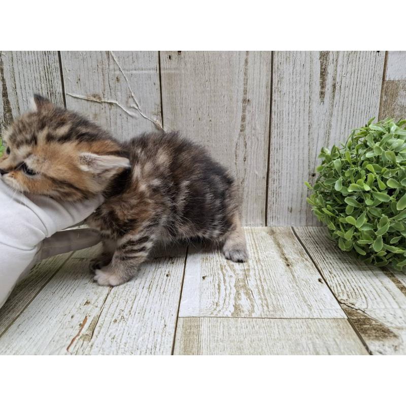 販売中の千葉県のミヌエット(短足)-135039の8枚目