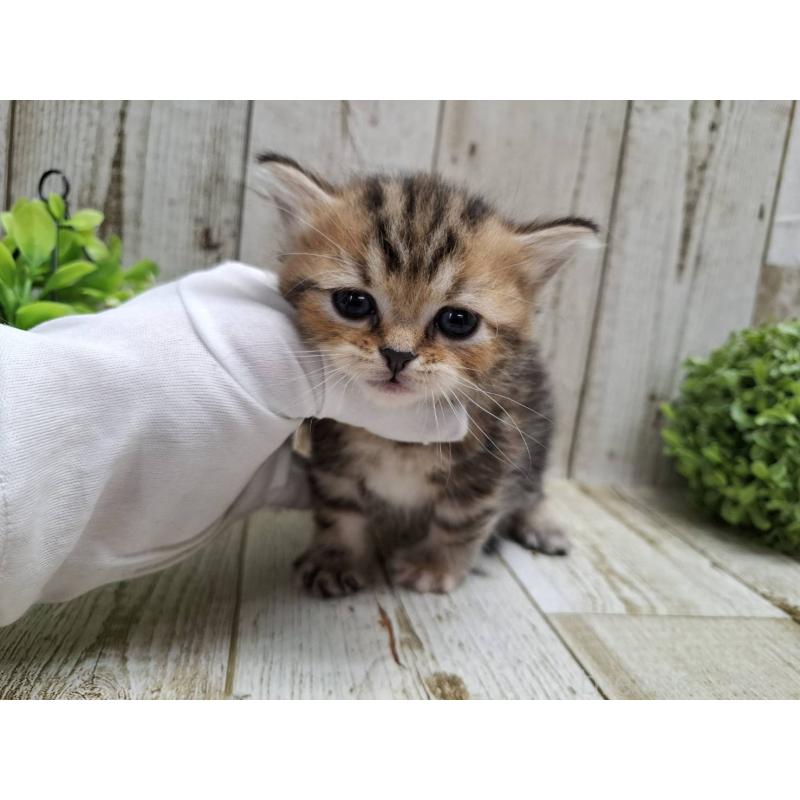 販売中の千葉県のミヌエット(短足)-135039の7枚目