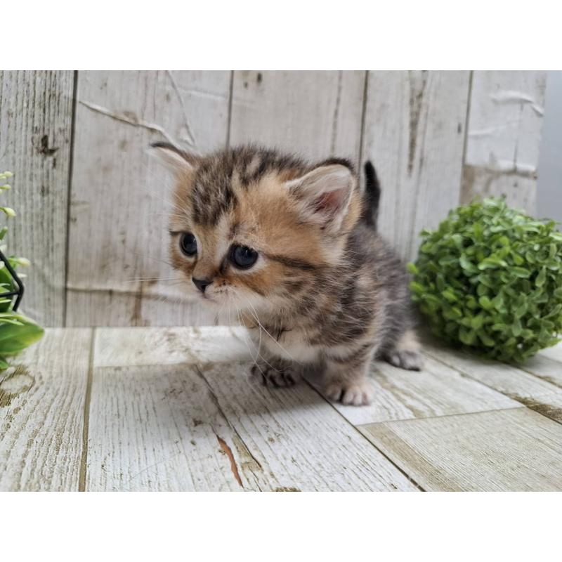 販売中の千葉県のミヌエット(短足)-135039の5枚目