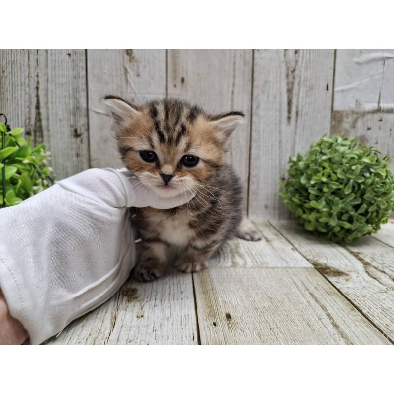 販売中の千葉県のミヌエット(短足)-135039の3枚目