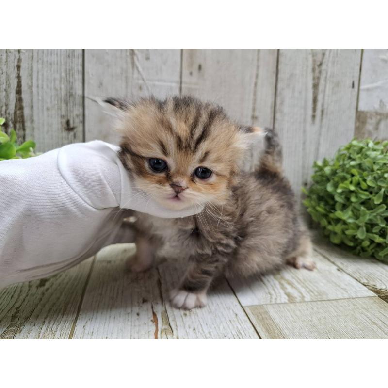 販売中の千葉県のミヌエット-135040の10枚目