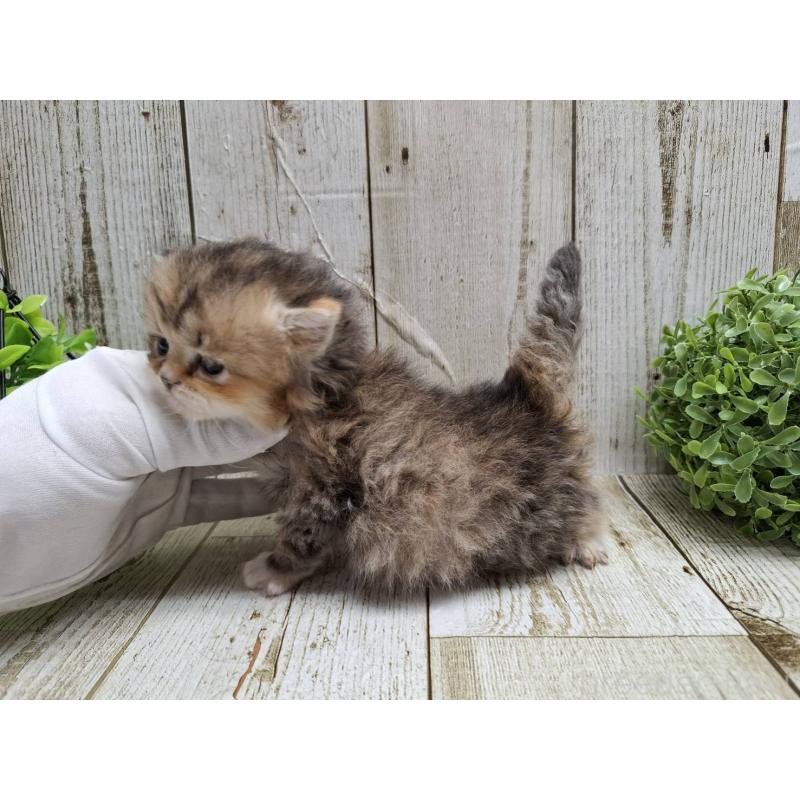 販売中の千葉県のミヌエット-135040の9枚目