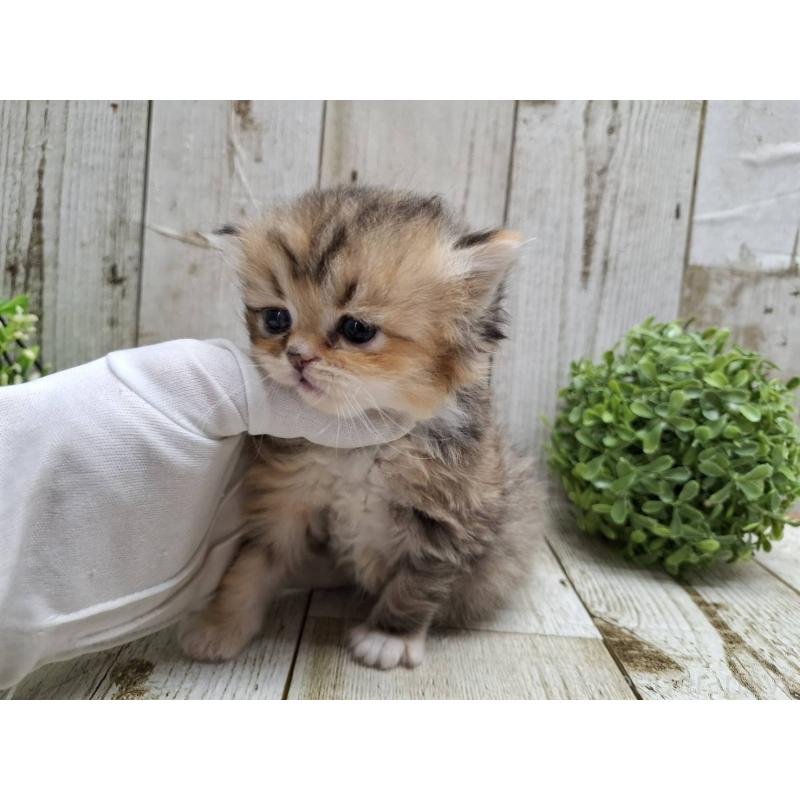 販売中の千葉県のミヌエット-135040の8枚目