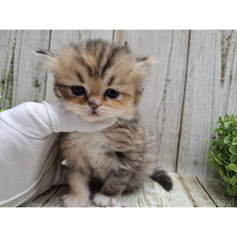 販売中の千葉県のミヌエット-135040の7枚目