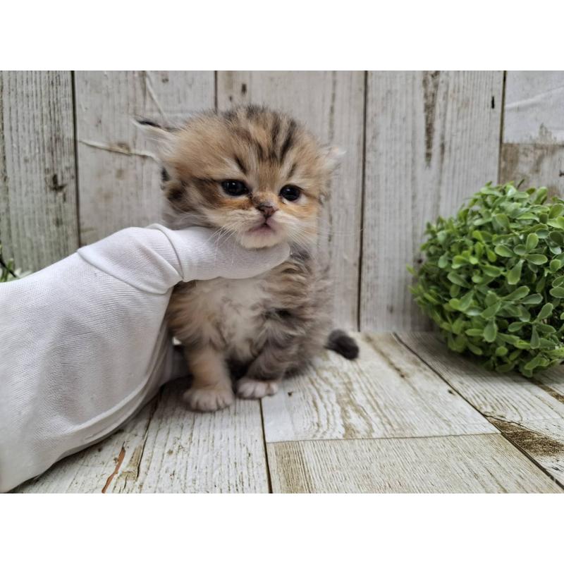 販売中の千葉県のミヌエット-135040の6枚目