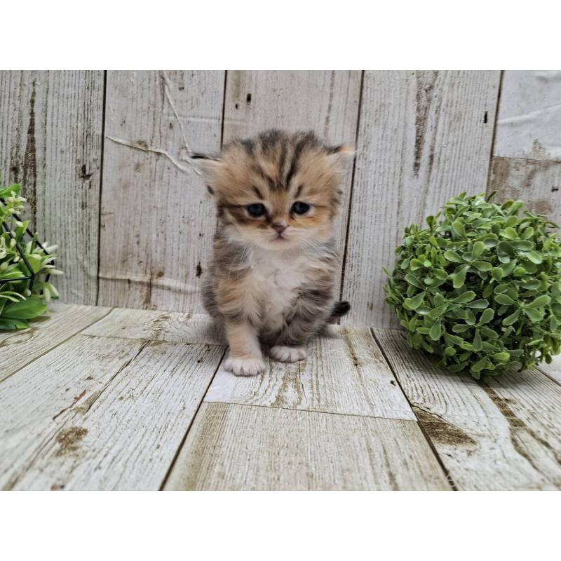 販売中の千葉県のミヌエット-135040の5枚目