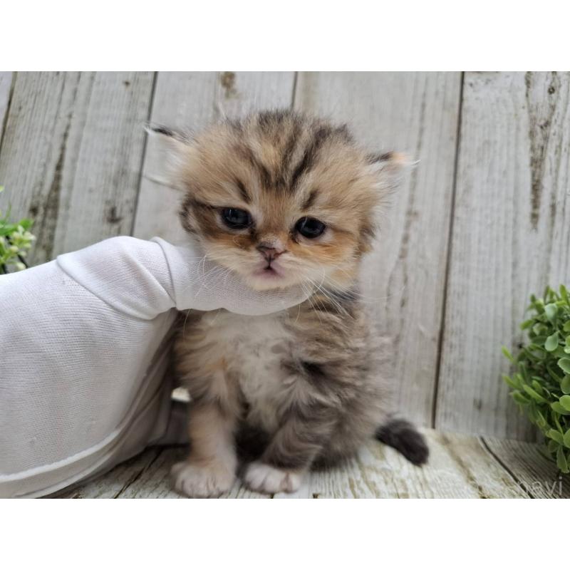 販売中の千葉県のミヌエット-135040の2枚目