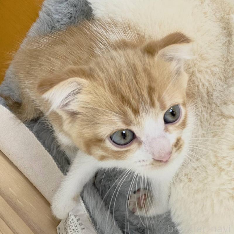 販売中の茨城県のマンチカン-135041の5枚目