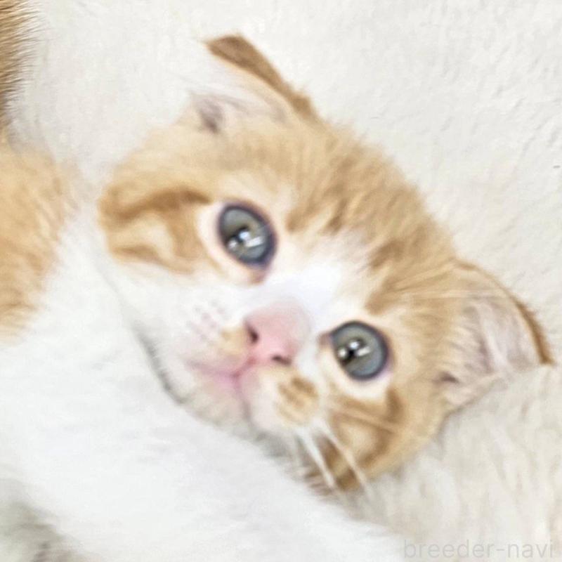 販売中の茨城県のマンチカン-135041の1枚目