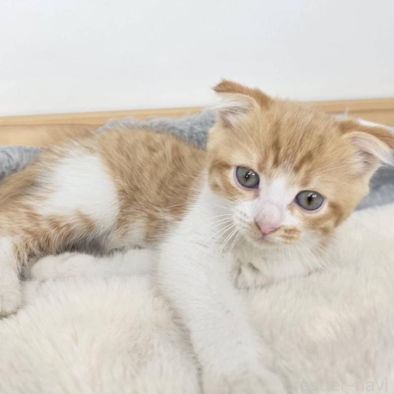 販売中の茨城県のマンチカン-135041の3枚目