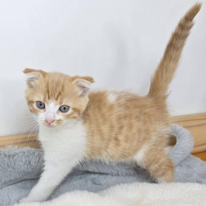 販売中の茨城県のマンチカン-135041の2枚目