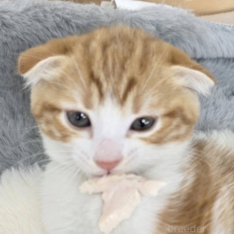 販売中の茨城県のマンチカン-135042の5枚目