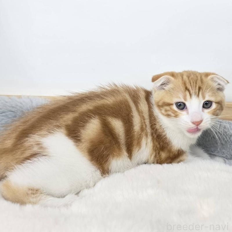 販売中の茨城県のマンチカン-135042の4枚目