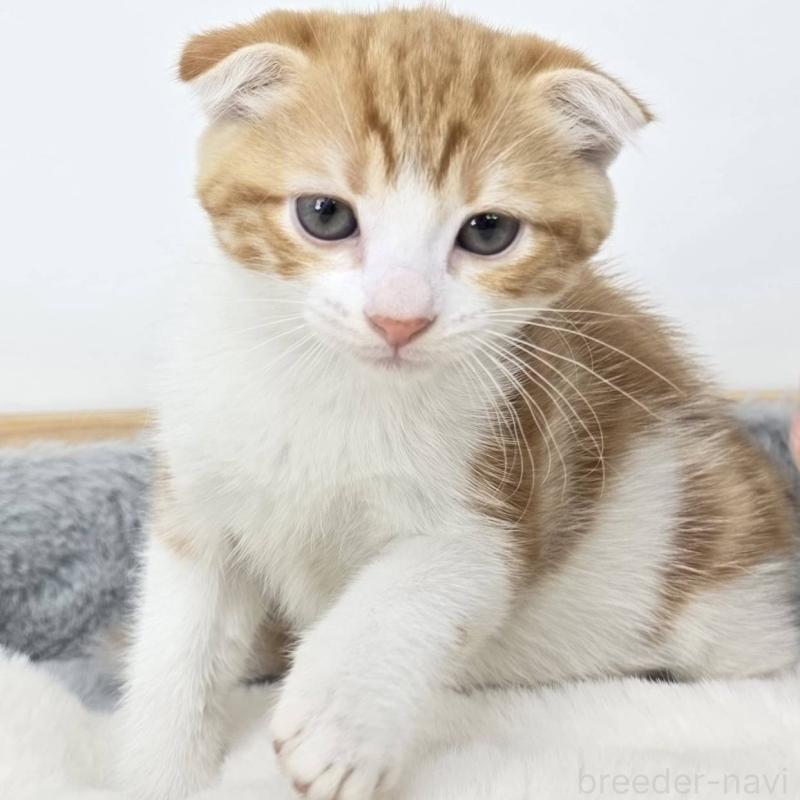 販売中の茨城県のマンチカン-135042