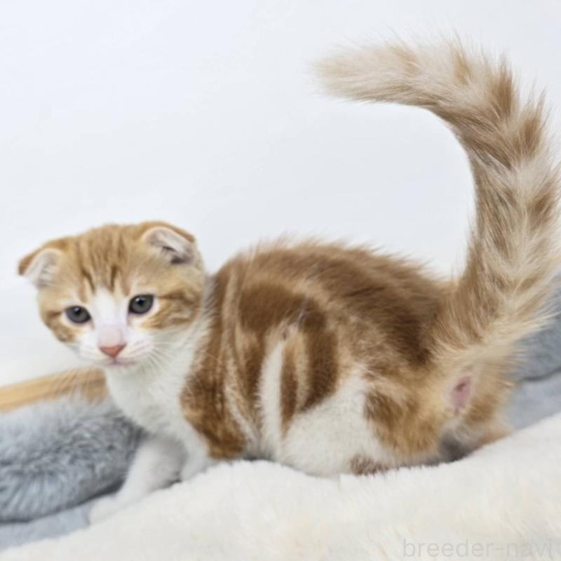 販売中の茨城県のマンチカン-135042の3枚目