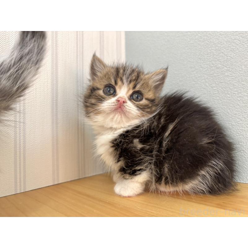 販売中の群馬県のミヌエット(短足)-135043の3枚目