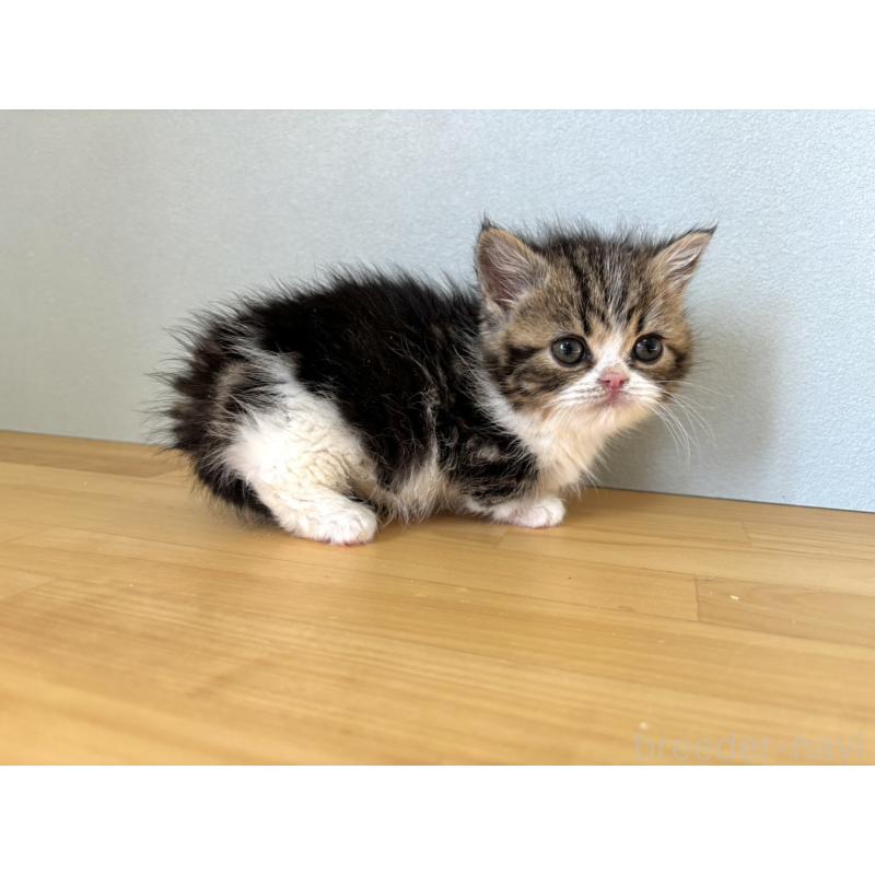 販売中の群馬県のミヌエット(短足)-135043の2枚目