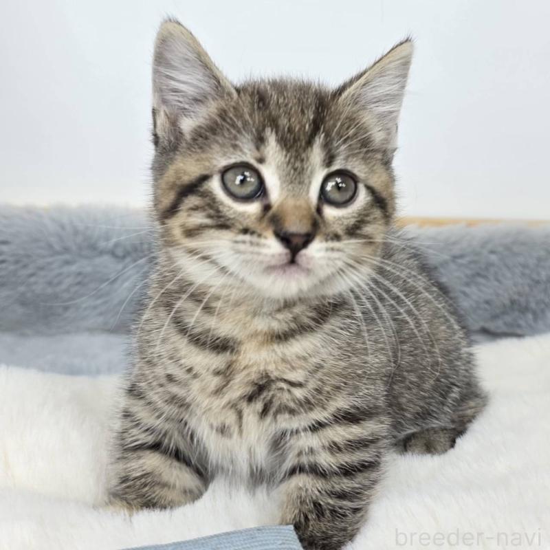 販売中の茨城県のマンチカン(短足)-135044の5枚目