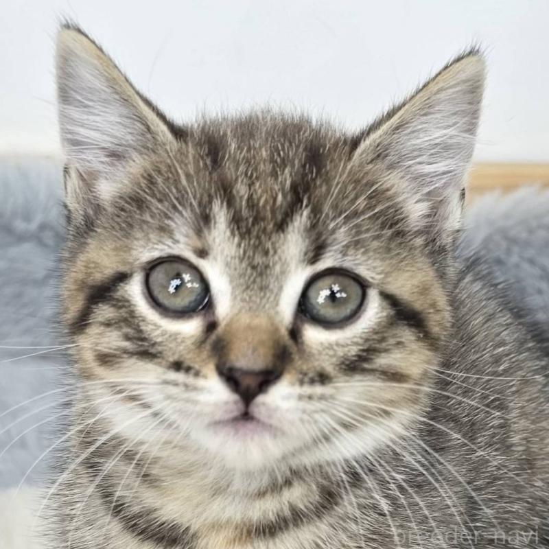 販売中の茨城県のマンチカン(短足)-135044の1枚目