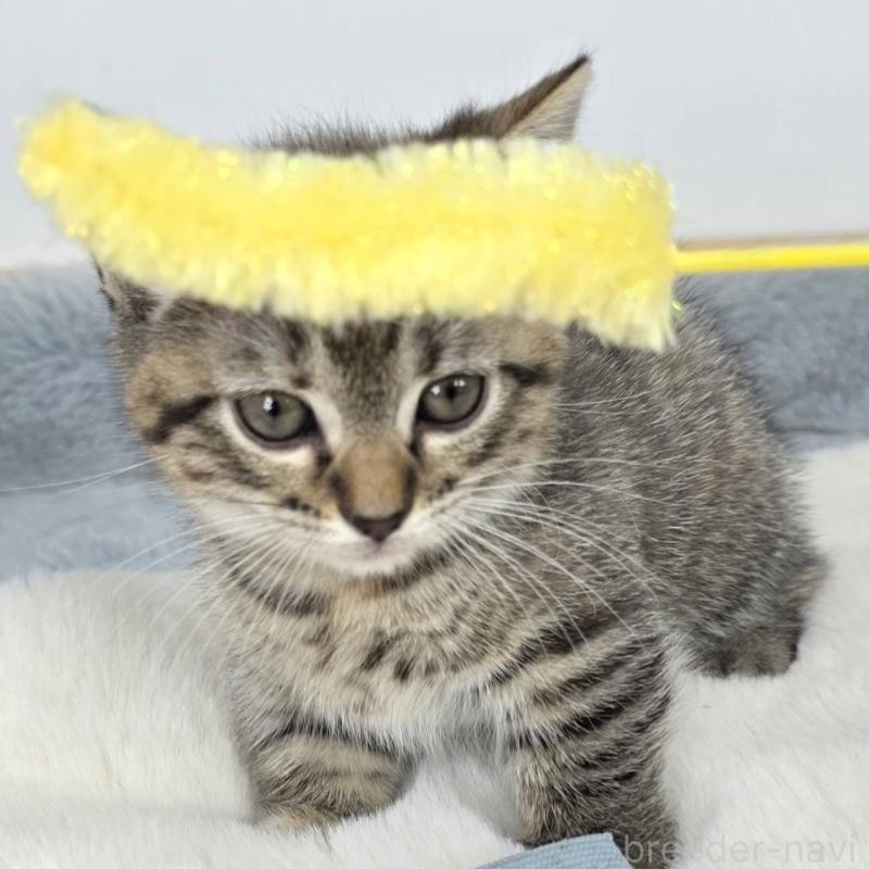 販売中の茨城県のマンチカン(短足)-135044の4枚目