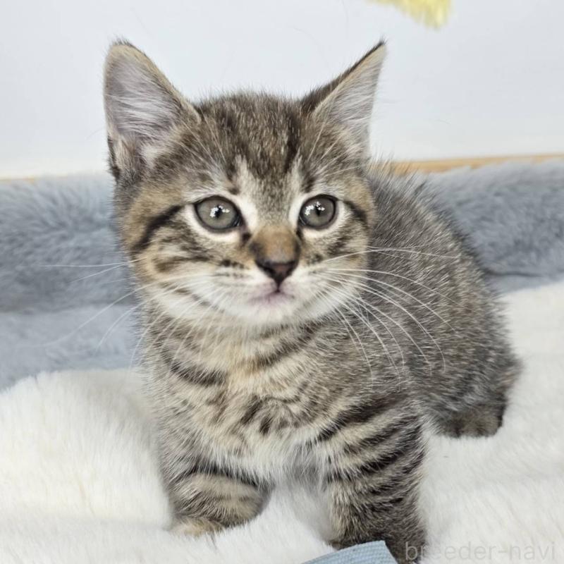 販売中の茨城県のマンチカン(短足)-135044の3枚目