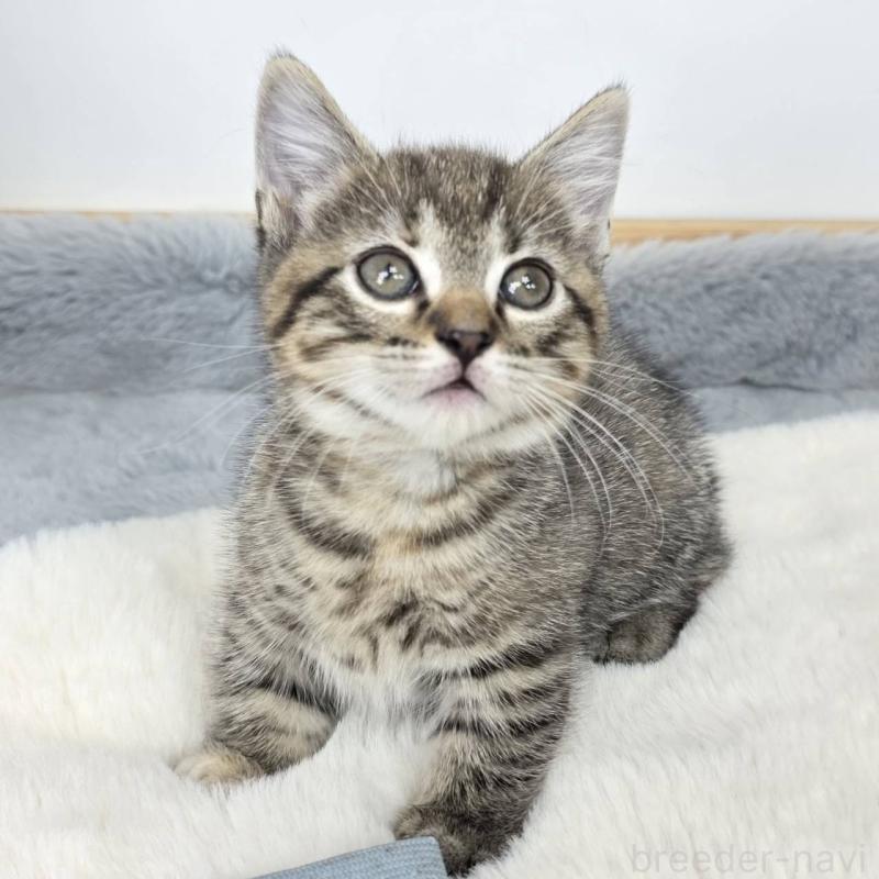 販売中の茨城県のマンチカン(短足)-135044の2枚目