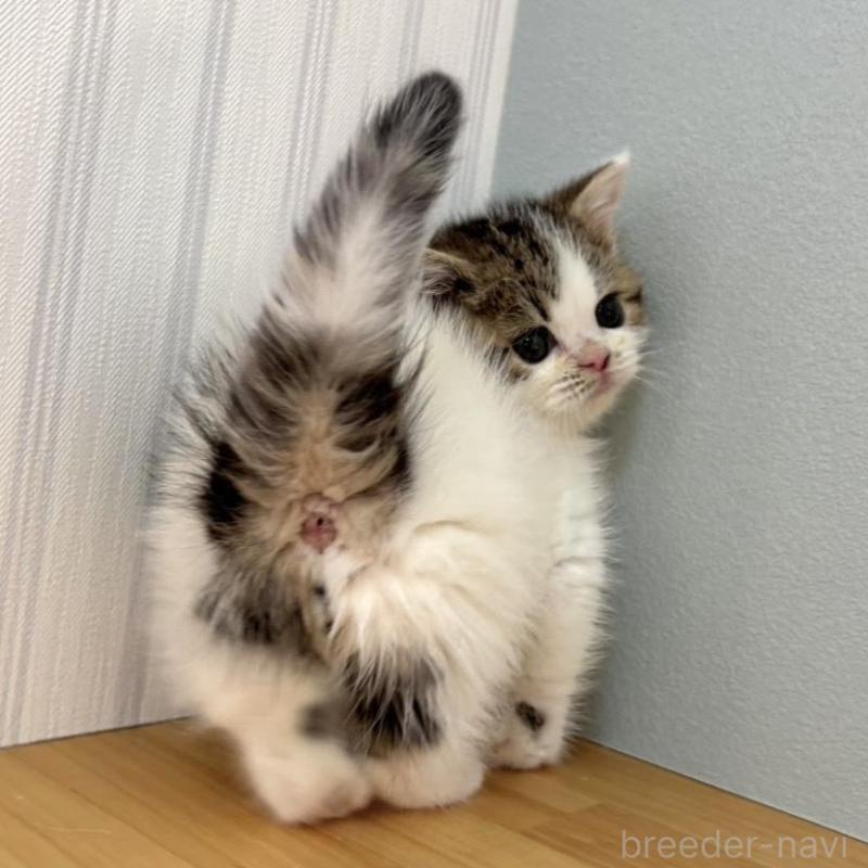 販売中の群馬県のミヌエット-135045の2枚目