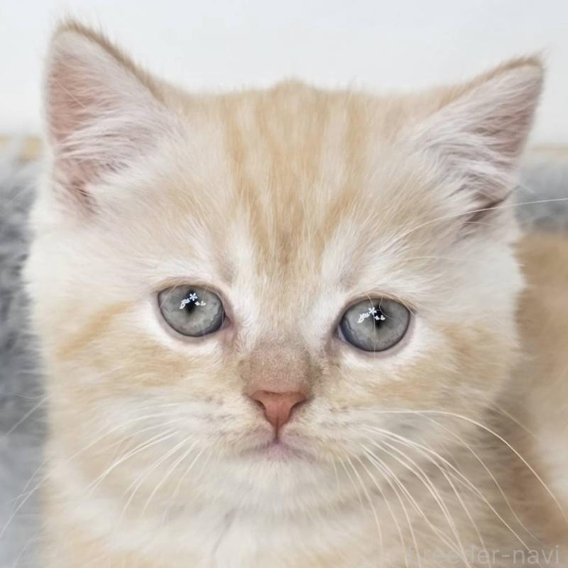 販売中の茨城県のマンチカン(短足)-135046