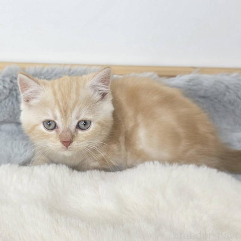 販売中の茨城県のマンチカン(短足)-135046の5枚目