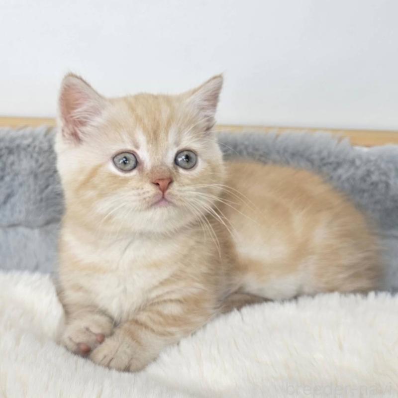 販売中の茨城県のマンチカン(短足)-135046の4枚目