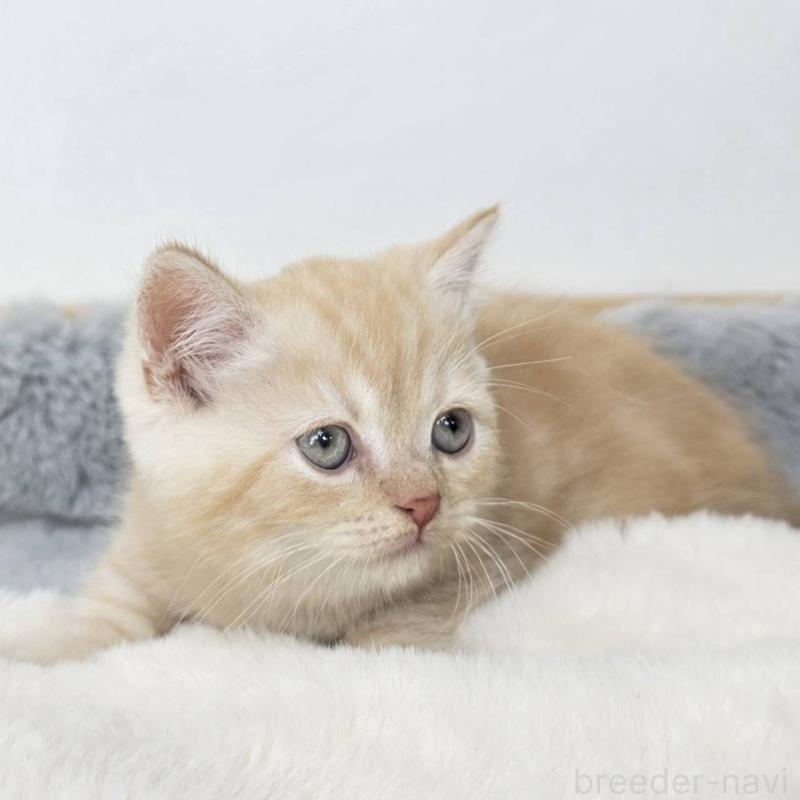 販売中の茨城県のマンチカン(短足)-135046の3枚目