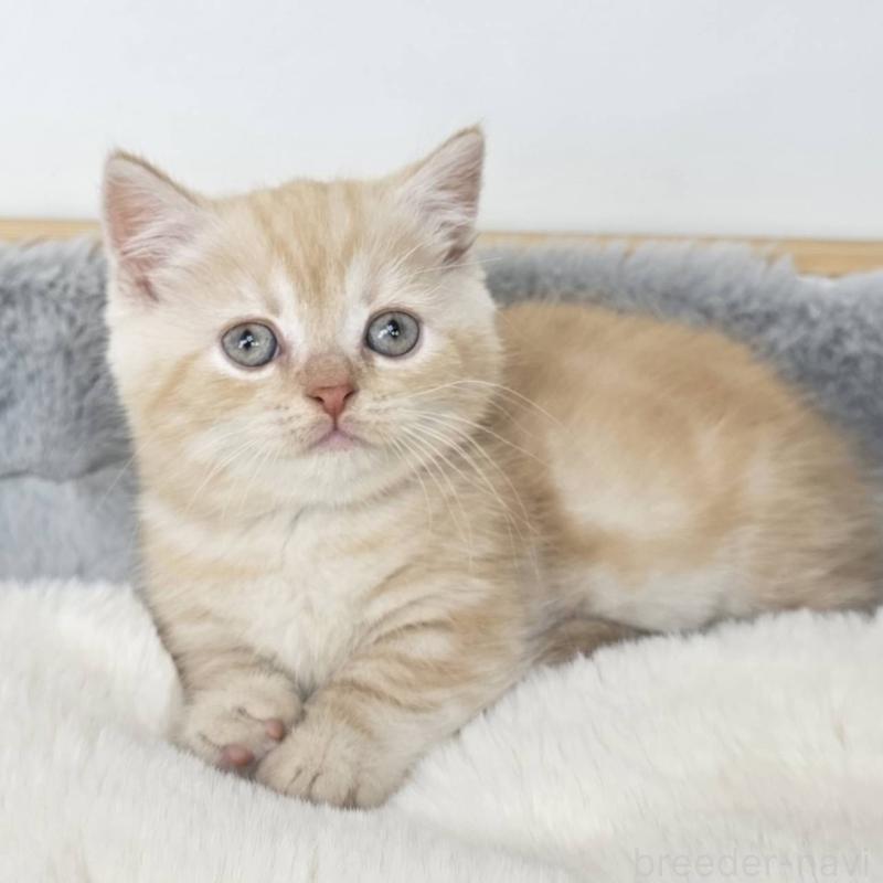 販売中の茨城県のマンチカン(短足)-135046の2枚目