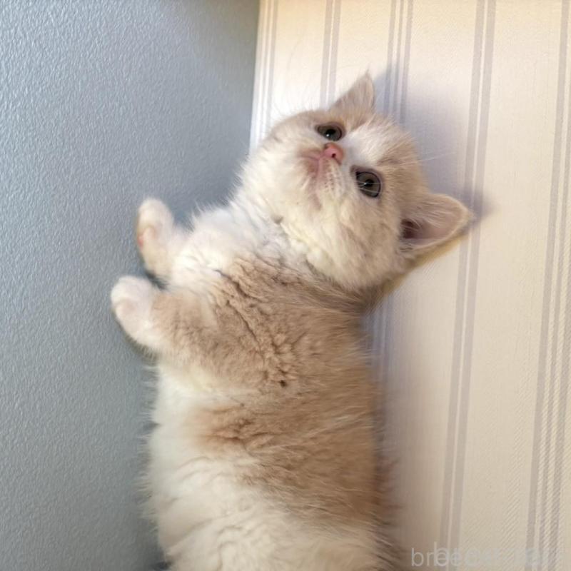 販売中の群馬県のミヌエット-135047の3枚目