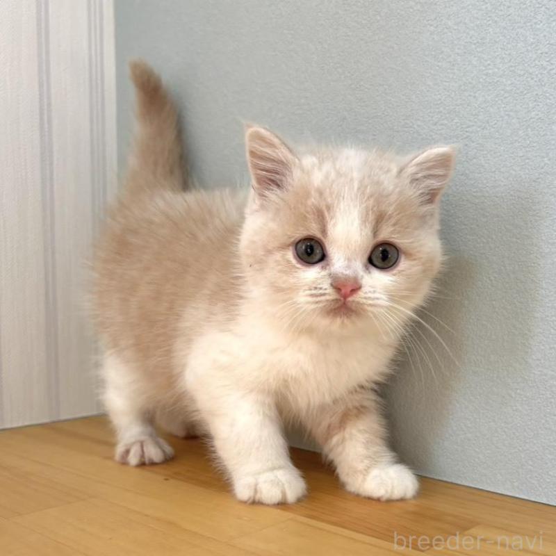 販売中の群馬県のミヌエット-135047の2枚目