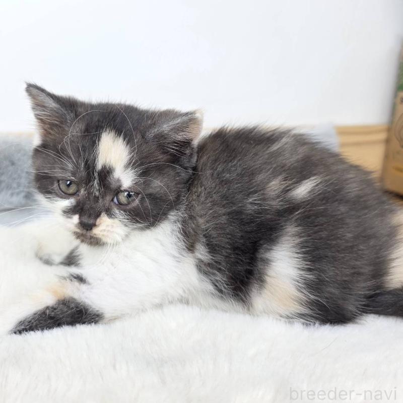 販売中の茨城県のマンチカン(短足)-135048の5枚目