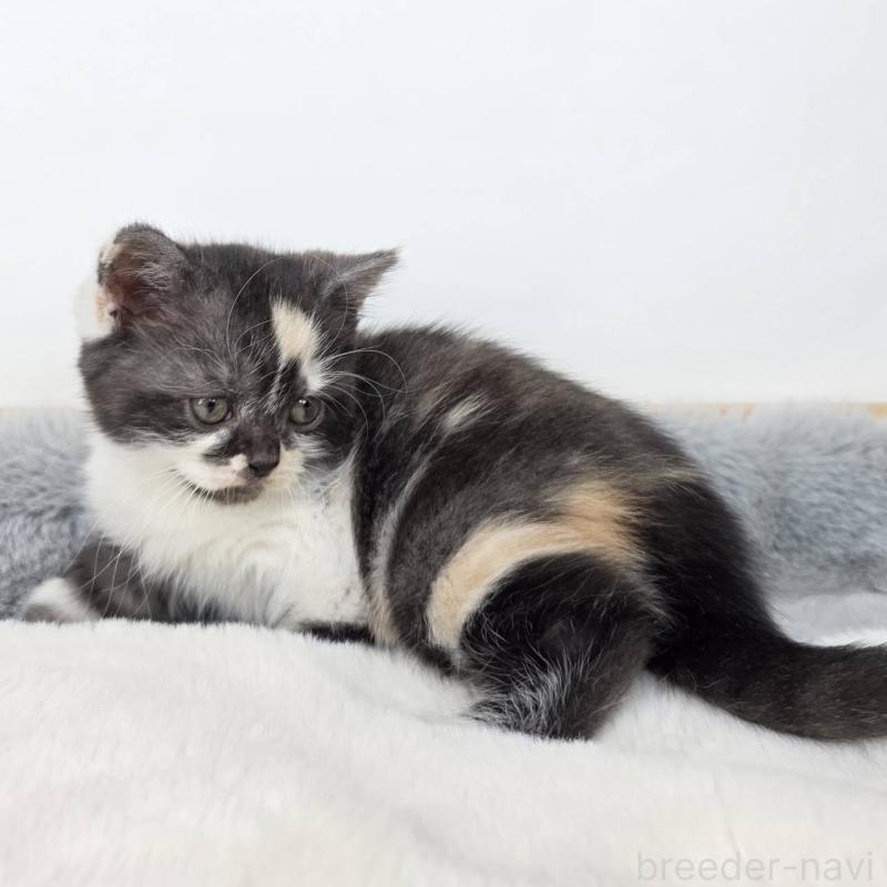 販売中の茨城県のマンチカン(短足)-135048の2枚目