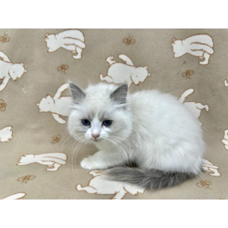 販売中の愛知県のラグドール-135049の2枚目