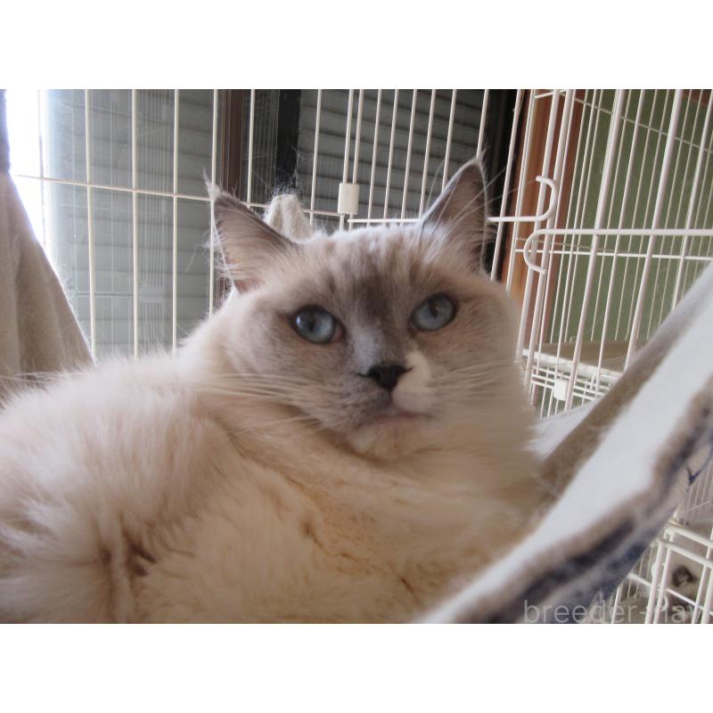 販売中の大分県のラグドール-105222の3枚目