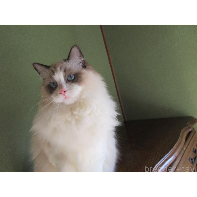 販売中の大分県のラグドール-131374の3枚目