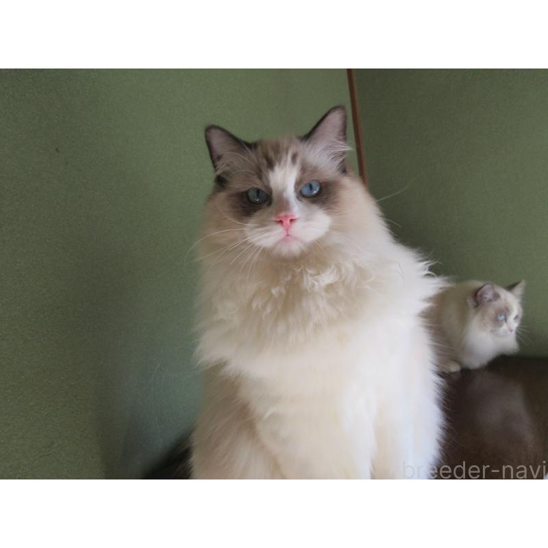 販売中の大分県のラグドール-131374の2枚目