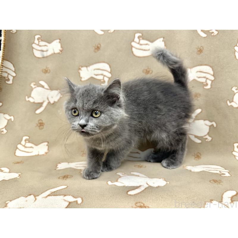 販売中の愛知県のブリティッシュショートヘア-135051の2枚目