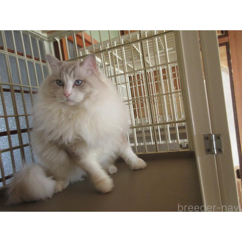 販売中の大分県のラグドール-100779の8枚目