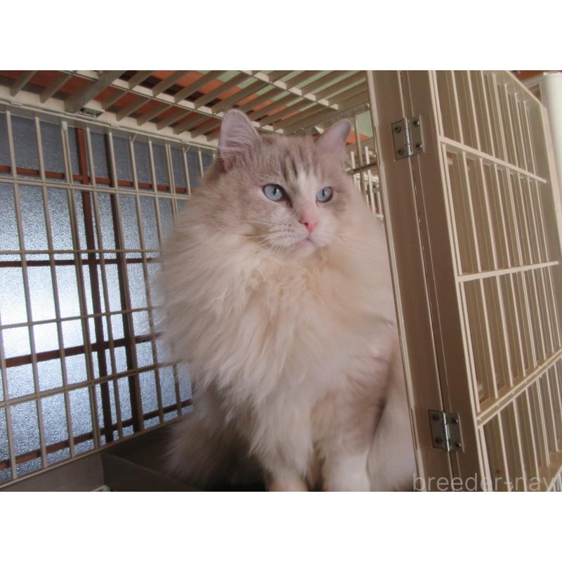 販売中の大分県のラグドール-100779の7枚目