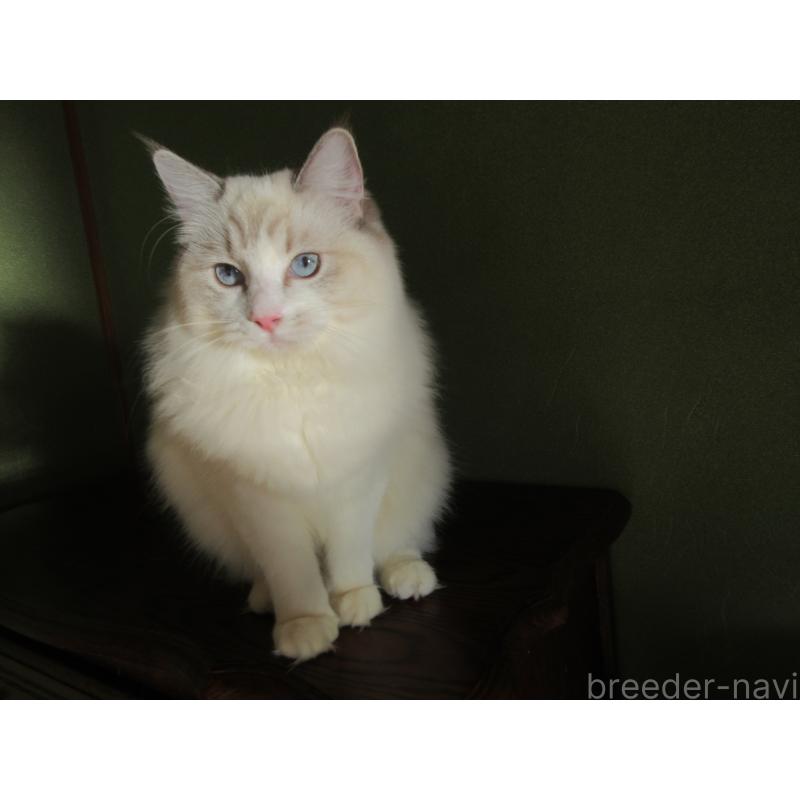 販売中の大分県のラグドール-111959の7枚目