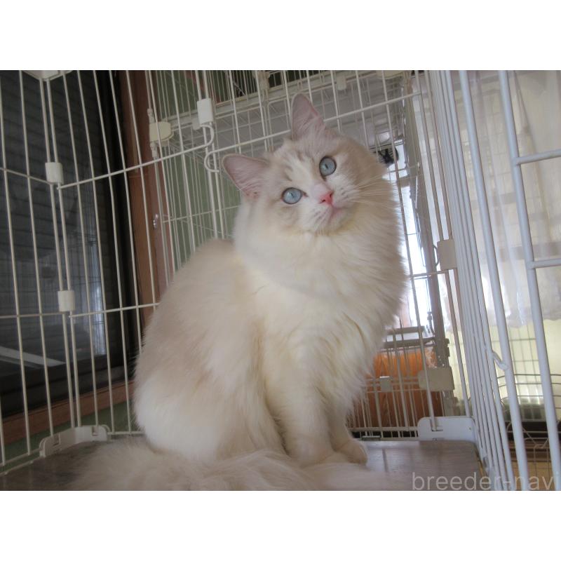 販売中の大分県のラグドール-101079の8枚目