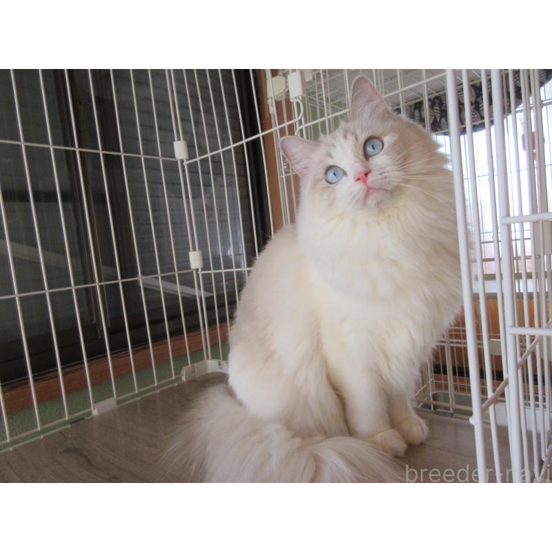 販売中の大分県のラグドール-101079の7枚目