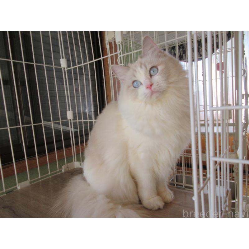 販売中の大分県のラグドール-101079の6枚目